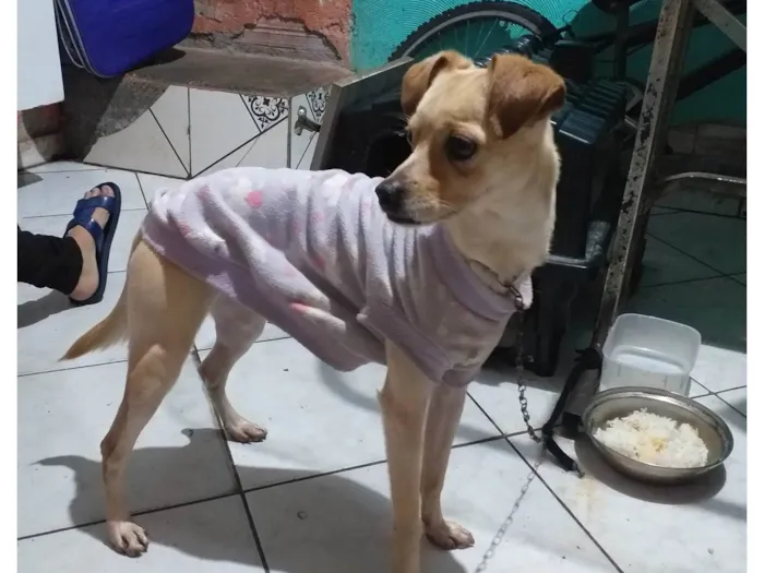 Cachorro ra a SRD-ViraLata idade 2 a 6 meses nome Bily