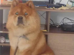 Cachorro raça CHOW CHOW  idade 3 anos nome LUCKY