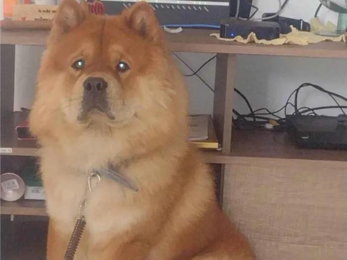 Cachorro ra a CHOW CHOW  idade 3 anos nome LUCKY