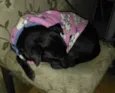 PANDORA