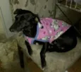 PANDORA