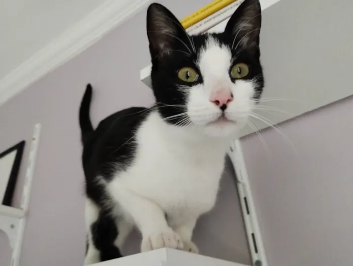 Gato raça  idade 2 a 6 meses nome Dante