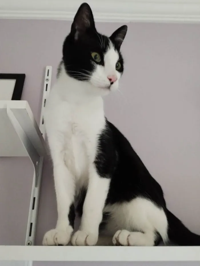 Gato raça  idade 2 a 6 meses nome Dante