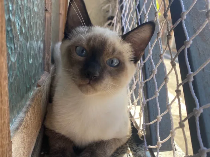 Gato raça Srd idade 2 a 6 meses nome Ravi