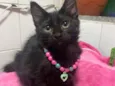 Gato raça Srd idade 2 a 6 meses nome Maria Flor