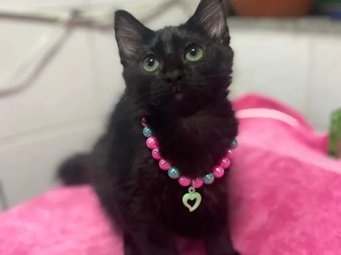 Gato raça Srd idade 2 a 6 meses nome Maria Flor