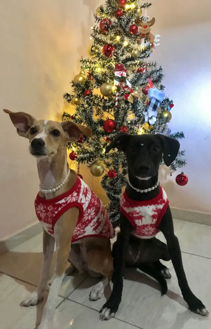 Cachorro ra a Sem raça definida idade 1 ano nome Frida e Freya