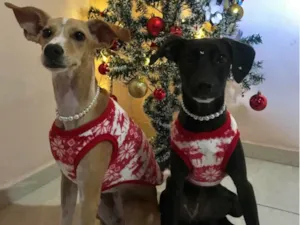 Cachorro raça Sem raça definida idade 1 ano nome Frida e Freya