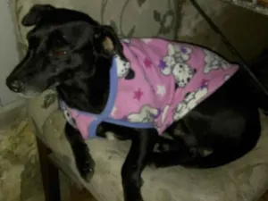 Cachorro raça SRD-ViraLata idade 1 ano nome PANDORA