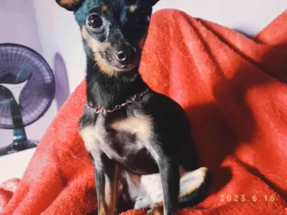 Cachorro raça Pinscher idade 2 anos nome Amora 