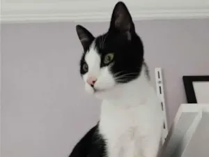 Gato raça  idade 2 a 6 meses nome Dante