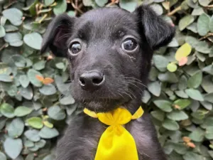 Cachorro raça SRD-ViraLata idade Abaixo de 2 meses nome Antônio 