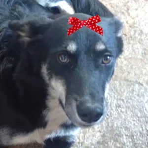 Cachorro raça Mestica  idade 7 a 11 meses nome Rubi 