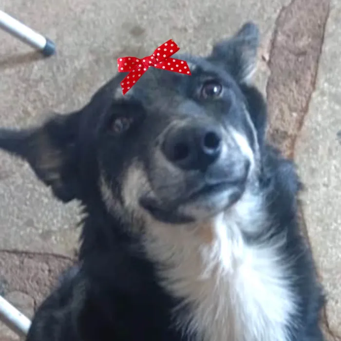 Cachorro ra a Mestica  idade 7 a 11 meses nome Rubi 