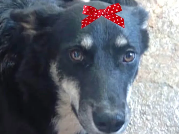 Cachorro ra a Mestica  idade 7 a 11 meses nome Rubi 