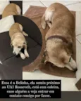 GRATIFICA - Belinha