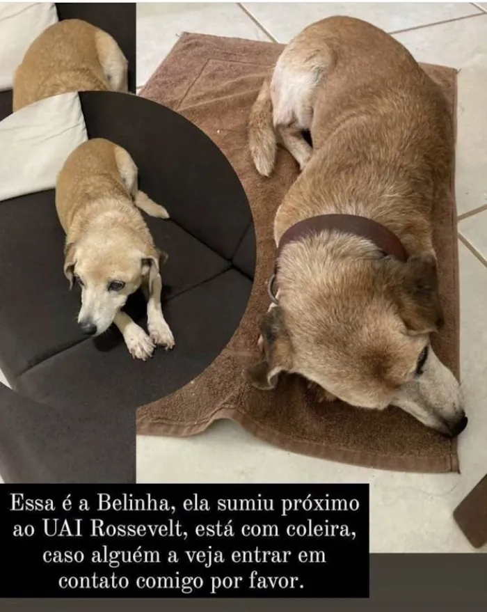 Cachorro raça SRD-ViraLata idade 6 ou mais anos nome GRATIFICA - Belinha