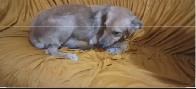 Cachorro ra a Não definida  idade 7 a 11 meses nome Sofy