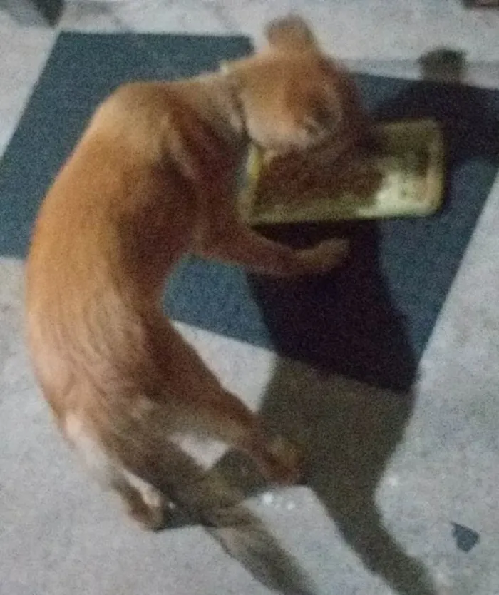 Cachorro ra a Não definida  idade 7 a 11 meses nome Sofy