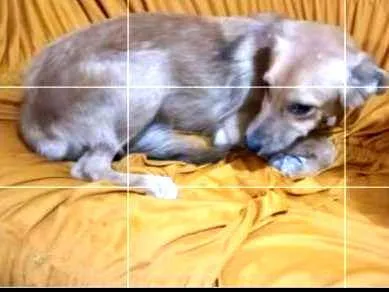 Cachorro ra a Não definida  idade 7 a 11 meses nome Sofy