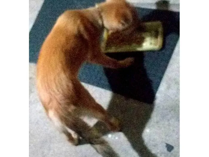 Cachorro ra a Não definida  idade 7 a 11 meses nome Sofy
