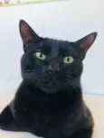 Chico