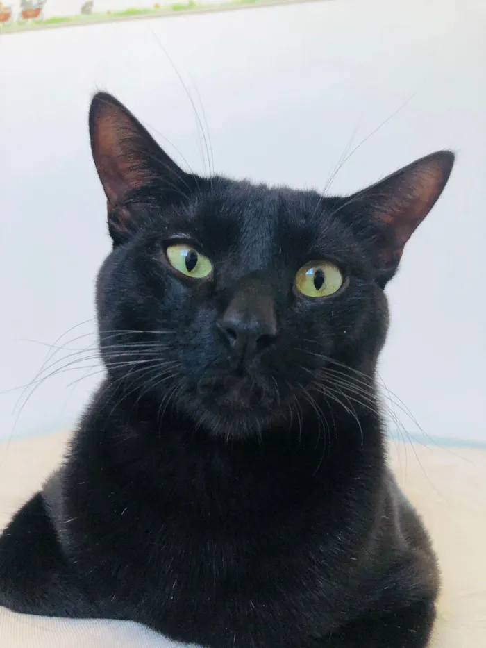 Gato ra a SRD-ViraLata idade 7 a 11 meses nome Chico
