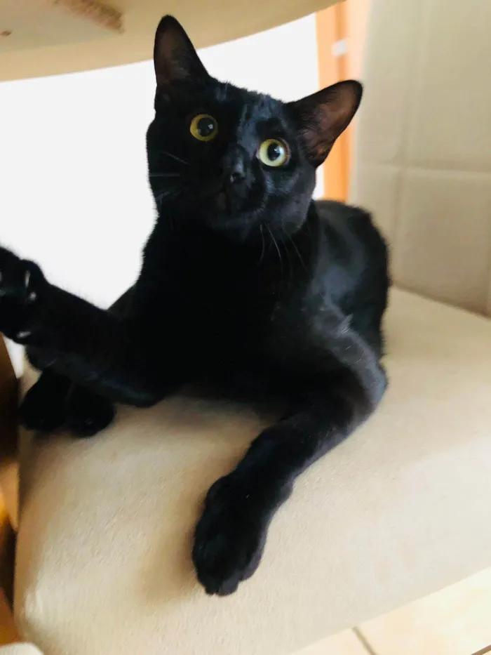 Gato ra a SRD-ViraLata idade 7 a 11 meses nome Chico