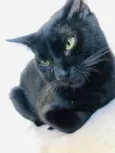 Chico