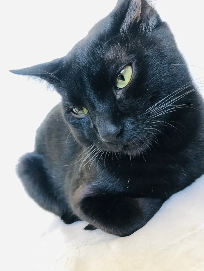Gato ra a SRD-ViraLata idade 7 a 11 meses nome Chico