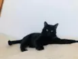 Chico