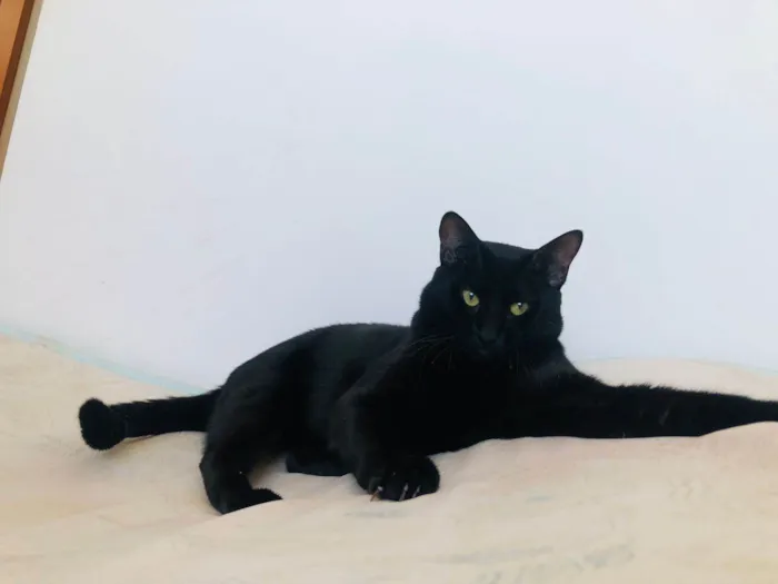 Gato ra a SRD-ViraLata idade 7 a 11 meses nome Chico