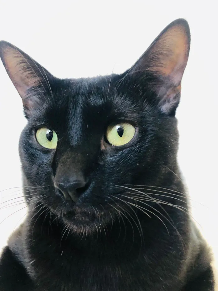 Gato ra a SRD-ViraLata idade 7 a 11 meses nome Chico