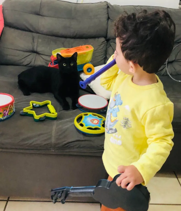 Gato ra a SRD-ViraLata idade 7 a 11 meses nome Chico