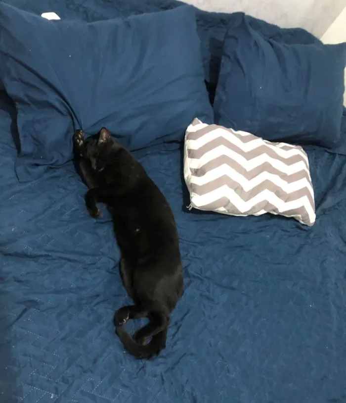 Gato ra a SRD-ViraLata idade 7 a 11 meses nome Chico