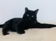 Chico