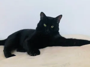 Gato raça SRD-ViraLata idade 7 a 11 meses nome Chico