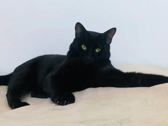Gato ra a SRD-ViraLata idade 7 a 11 meses nome Chico