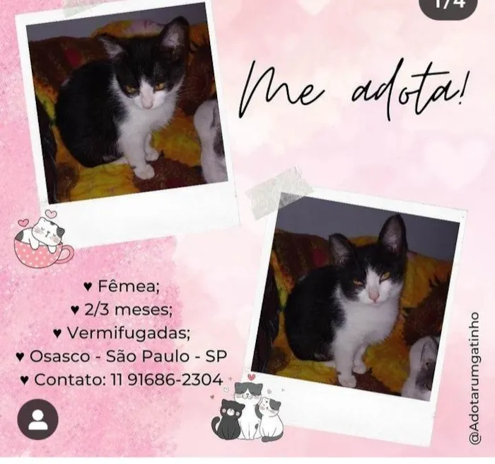 Gato ra a SRD-ViraLata idade 2 a 6 meses nome Sem nomes 