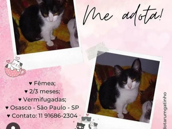 Gato ra a SRD-ViraLata idade 2 a 6 meses nome Sem nomes 