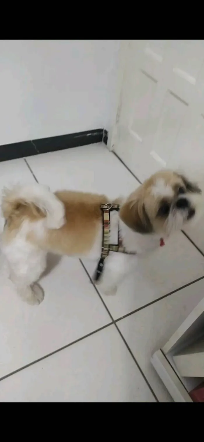 Cachorro ra a Shitzu idade 6 ou mais anos nome Zeca 