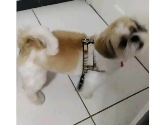 Cachorro ra a Shitzu idade 6 ou mais anos nome Zeca 
