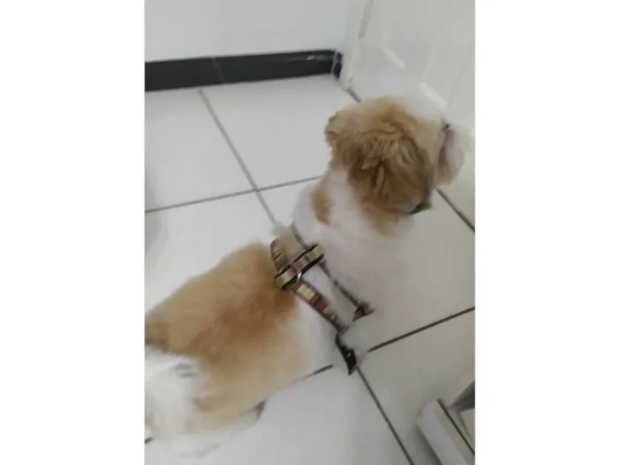 Cachorro ra a Shitzu idade 6 ou mais anos nome Zeca 