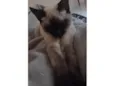 Jade