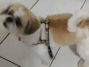 Cachorro raça Shitzu idade 6 ou mais anos nome Zeca 