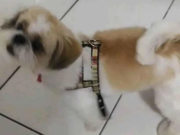 Cachorro ra a Shitzu idade 6 ou mais anos nome Zeca 