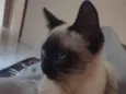 Jade