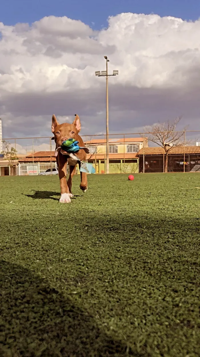 Cachorro ra a Pitbull  idade 2 a 6 meses nome Pint