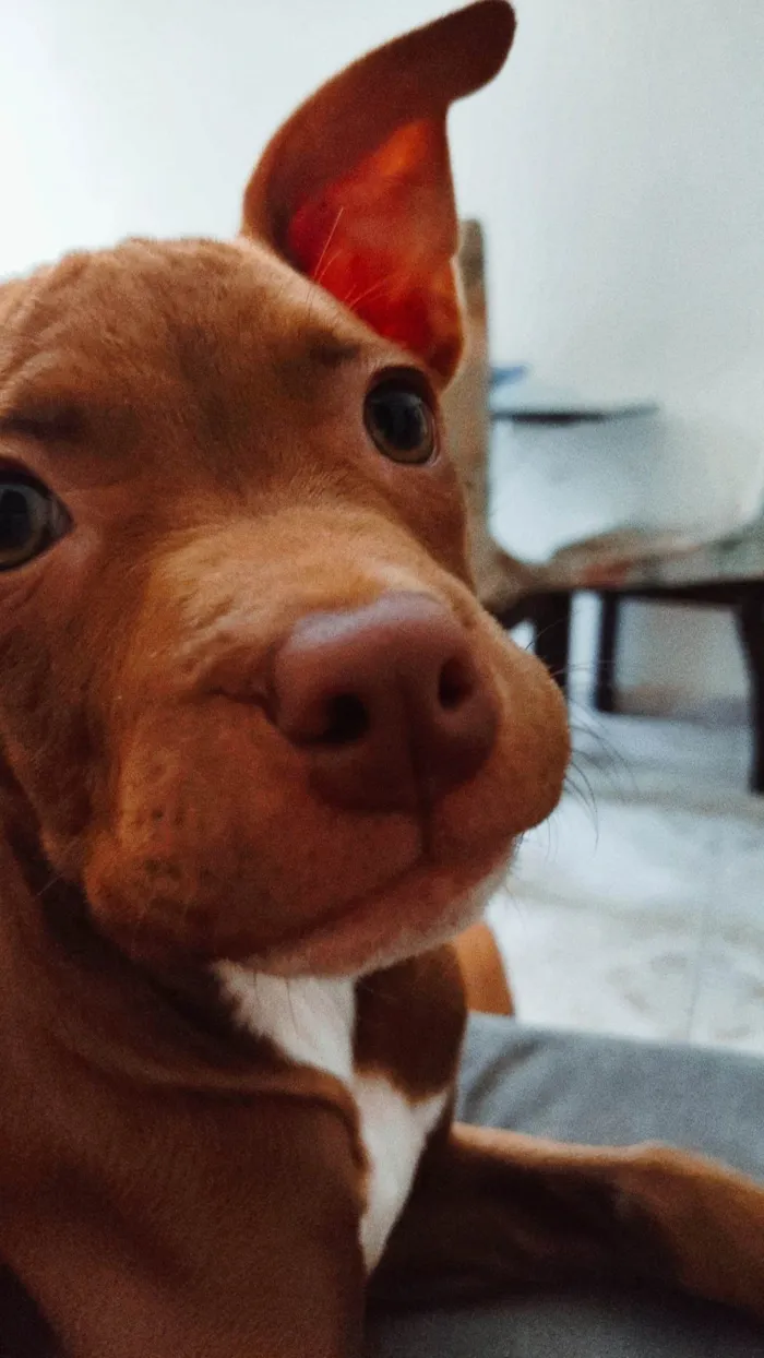 Cachorro ra a Pitbull  idade 2 a 6 meses nome Pint