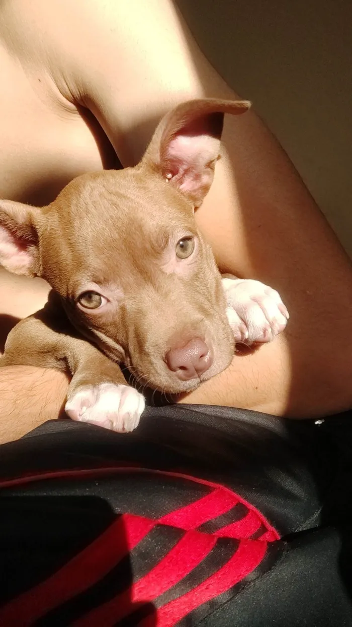 Cachorro ra a Pitbull  idade 2 a 6 meses nome Pint